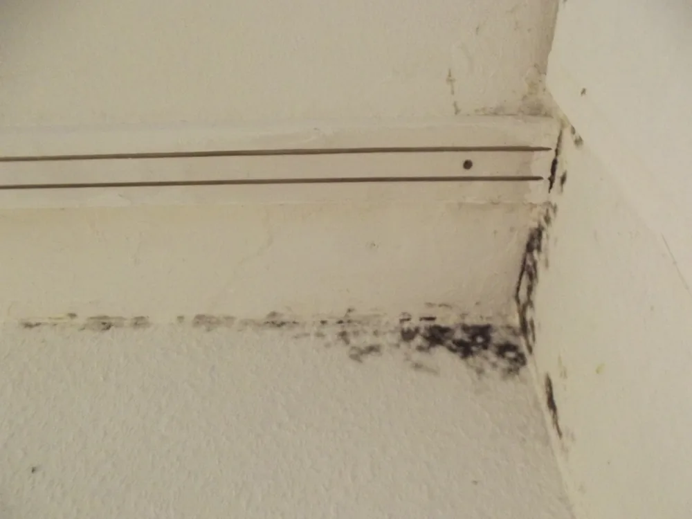 Technician in protective gear removing a mold-damaged wall in an East Freetown home